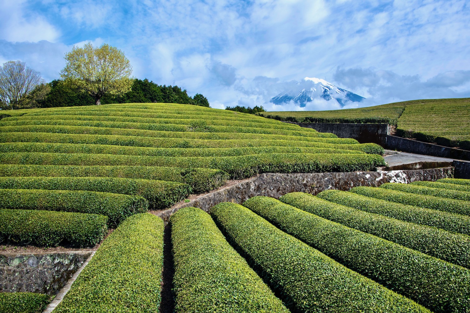 Terraced Japanese tea fields beneath a snow-capped Mount Fuji