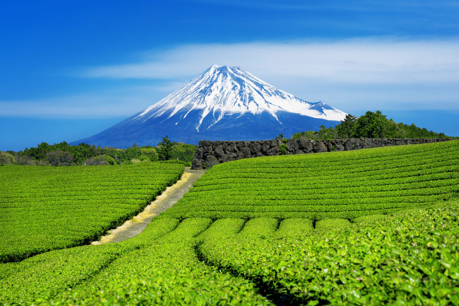 Neat rows of shade-grown tea bushes on a Japanese hillside
